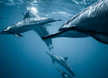 开云网站-【足协杯前瞻】鲁能泰达富力强势出击 BIG3无暇顾及